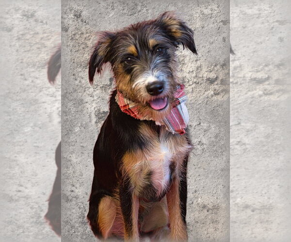 Medium Photo #1 Border Terrier-Unknown Mix Puppy For Sale in Holly Springs, MS, USA