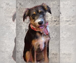 Border Terrier-Unknown Mix Dogs for adoption in Holly Springs, MS, USA