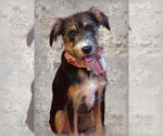 Small Border Terrier Mix