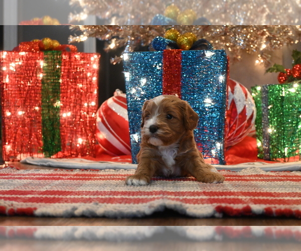 Medium Photo #3 Cavapoo (Miniature) Puppy For Sale in GUTHRIE, KY, USA