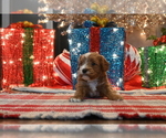 Small #2 Cavapoo (Miniature)