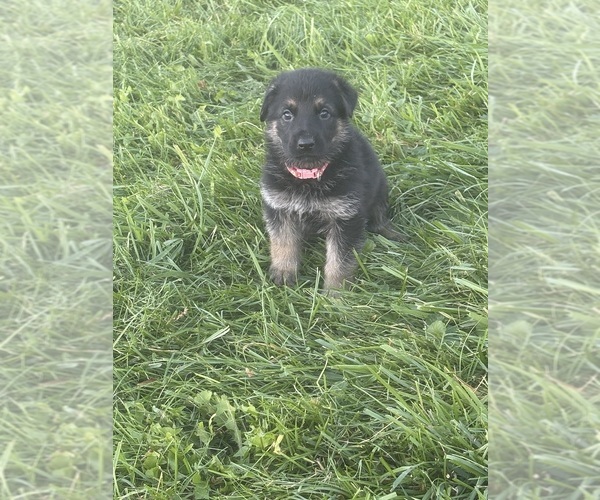 Medium Photo #7 German Shepherd Dog Puppy For Sale in SUMPTER TWP, MI, USA