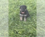 Puppy Pink Collar German Shepherd Dog