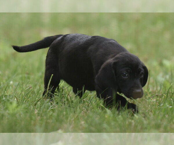 Medium Photo #2 Retriever -Unknown Mix Puppy For Sale in Mechanicsburg, PA, USA