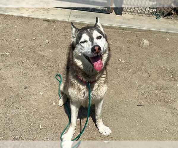 Medium Photo #2 Siberian Husky Puppy For Sale in Orange, CA, USA
