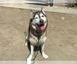 Small #1 Siberian Husky