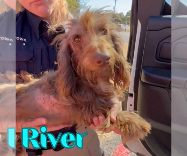 Medium Photo #3 Dachshund Puppy For Sale in San Antonio, TX, USA