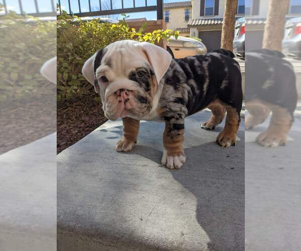Medium Photo #5 English Bulldog Puppy For Sale in LAS VEGAS, NV, USA