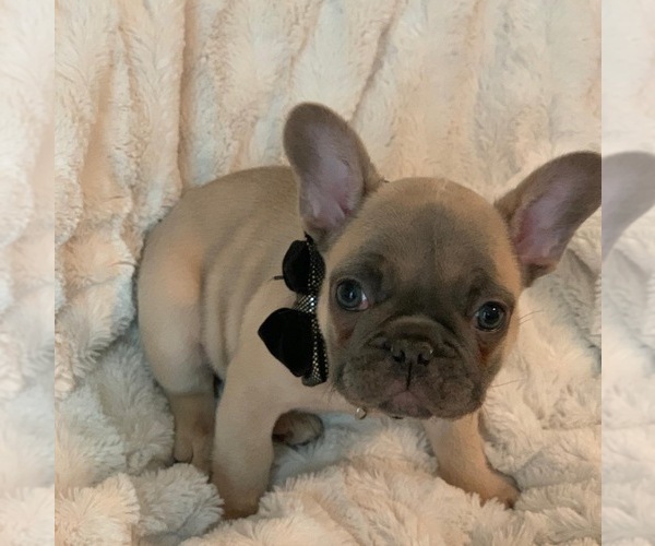 Medium Photo #4 French Bulldog Puppy For Sale in KING, NC, USA
