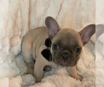 Small Photo #4 French Bulldog Puppy For Sale in KING, NC, USA