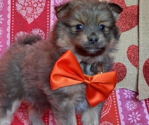 Pomeranian Puppy for sale in LANCASTER, PA, USA