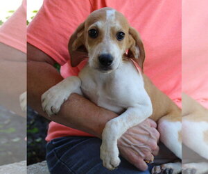 Treeing Walker Coonhound-Unknown Mix Dogs for adoption in Prattville, AL, USA