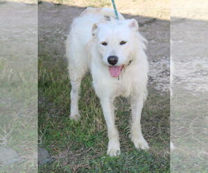 Airedale Terrier-Irish Terrier Mix Dogs for adoption in Bandera, TX, USA