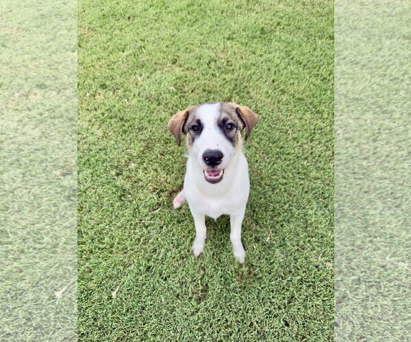Medium Photo #2 Great Pyrenees-Unknown Mix Puppy For Sale in McKinney, TX, USA