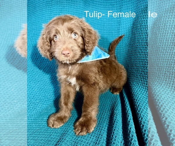 Medium Photo #16 Labradoodle-Miniature Australian Shepherd Mix Puppy For Sale in MANSFIELD, TX, USA