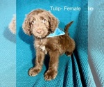 Small #15 Labradoodle-Miniature Australian Shepherd Mix