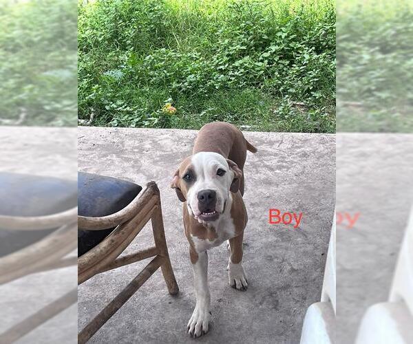 Medium Photo #2 American Staffordshire Terrier-Unknown Mix Puppy For Sale in San Antonio, TX, USA