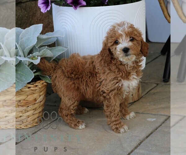 Medium Photo #3 Goldendoodle (Miniature) Puppy For Sale in NARVON, PA, USA