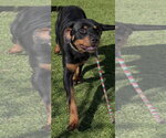 Small #6 Rottweiler