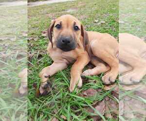 Rhodesian Ridgeback Puppy for sale in APOPKA, FL, USA