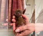 Puppy Bella Shorkie Tzu
