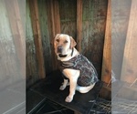 Small Photo #3 Labrador Retriever Puppy For Sale in TACOMA, WA, USA