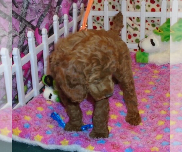 Medium Photo #8 Poodle (Standard) Puppy For Sale in CLATSKANIE, OR, USA