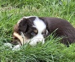 Puppy Chestnut Miniature American Shepherd