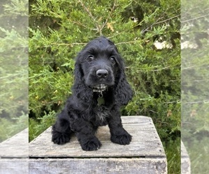 Cocker Spaniel Puppy for sale in MIDDLEBURY, IN, USA