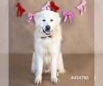 Small Great Pyrenees Mix