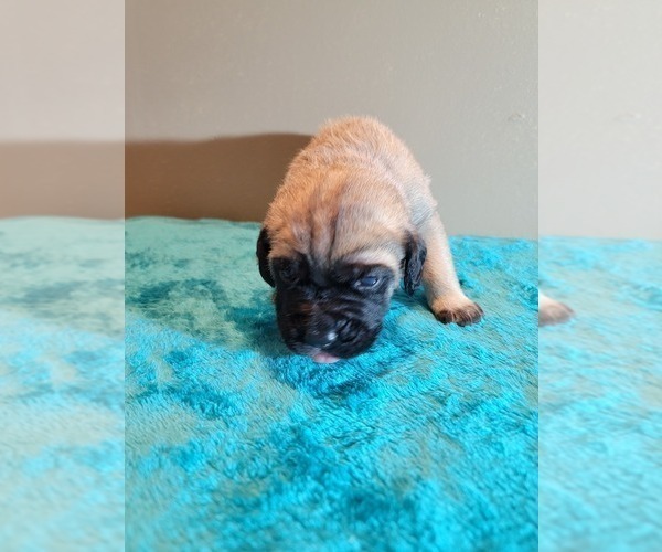 Medium Photo #3 Cane Corso Puppy For Sale in BUNCH, OK, USA