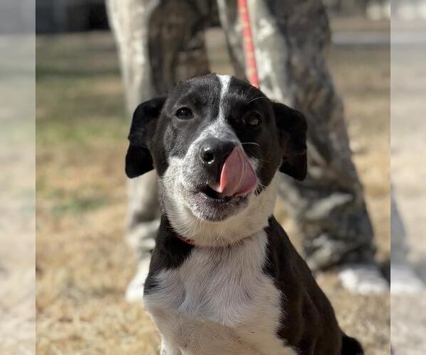 Medium Photo #1 Labrador Retriever-Unknown Mix Puppy For Sale in Yardley, PA, USA