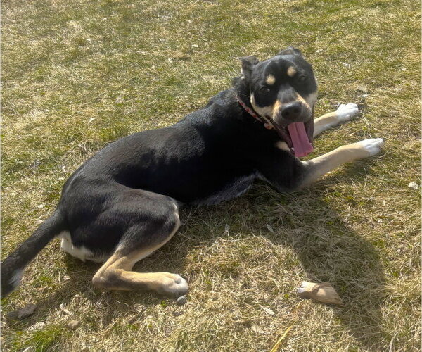 Medium Photo #2 Labrador Retriever-Unknown Mix Puppy For Sale in St. Louis Park, MN, USA