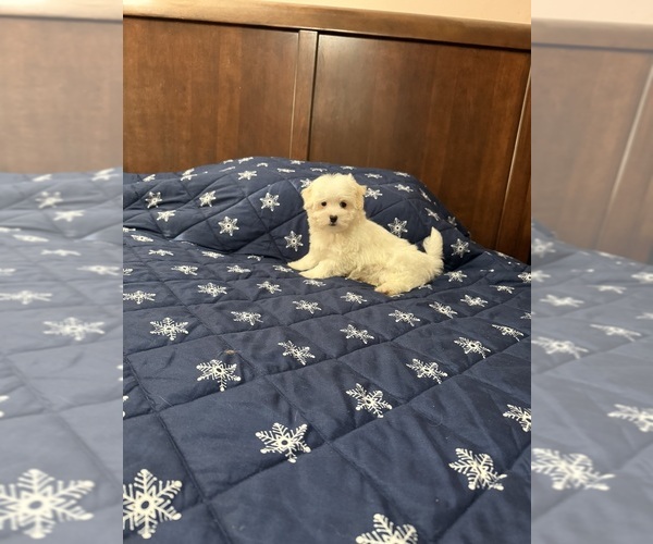 Medium Photo #1 Morkie Puppy For Sale in BENSON, NC, USA