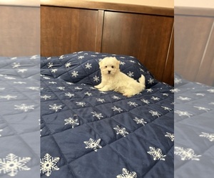 Morkie Puppy for sale in BENSON, NC, USA