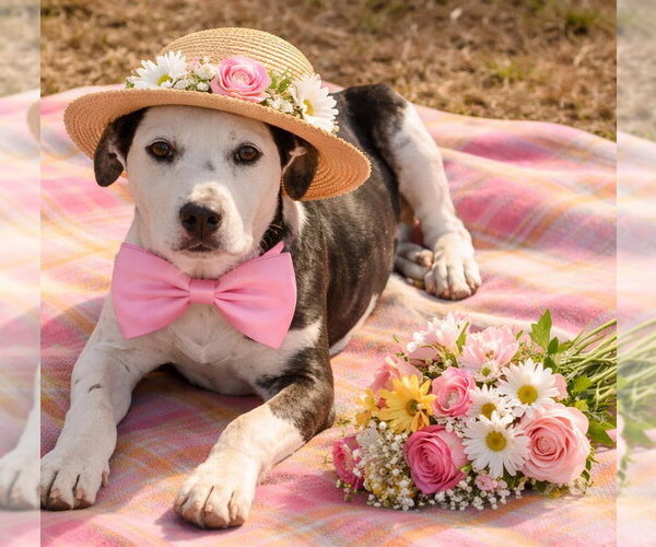 Medium Photo #3 Borador Puppy For Sale in Mt. Laurel, NJ, USA