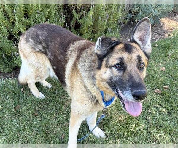 Medium Photo #1 German Shepherd Dog Puppy For Sale in Martinez, CA, USA