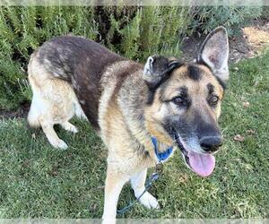 German Shepherd Dog Dogs for adoption in Martinez, CA, USA