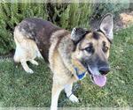 Small German Shepherd Dog