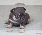 Small Photo #7 French Bulldog Puppy For Sale in WINNSBORO, TX, USA