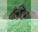 Small Photo #1 Poodle (Toy) Puppy For Sale in FONTANA, CA, USA