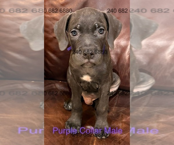Medium Photo #12 Cane Corso Puppy For Sale in LA PLATA, MD, USA