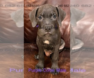Medium Cane Corso
