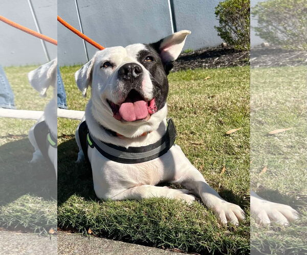 Medium Photo #18 American Pit Bull Terrier-Unknown Mix Puppy For Sale in Munford, TN, USA