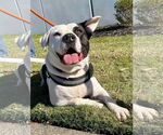 Small #17 American Pit Bull Terrier Mix