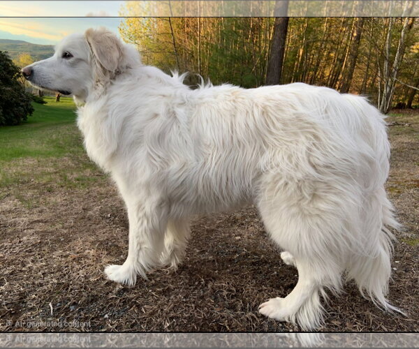Medium Photo #1 Great Pyrenees-Unknown Mix Puppy For Sale in Croydon, NH, USA