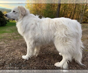 Great Pyrenees-Unknown Mix Dogs for adoption in Croydon, NH, USA