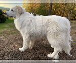 Small Great Pyrenees Mix