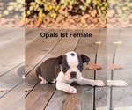 Image preview for Ad Listing. Nickname: AKC USDA