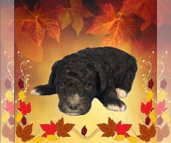 Medium Photo #26 Bernedoodle (Miniature) Puppy For Sale in PEYTON, CO, USA